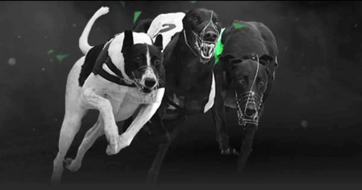 巅峰对决,粤鲁,争霸战,世界杯竞猜,2026世界杯,竞猜策略,奖金,开奖结果